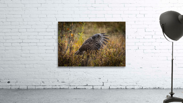 Great Gray Owl Wall Preview