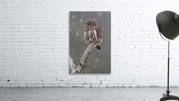 Northern Pygmy Owl Wall Preview