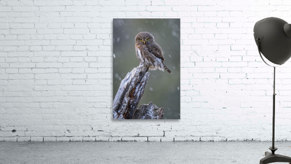 Northern Pygmy Owl Wall Preview