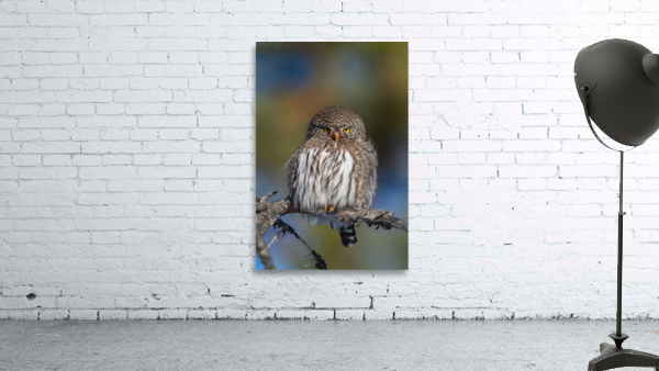 Northern Pygmy Owl Wall Preview