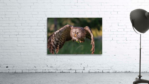 Great Gray Owl Wall Preview