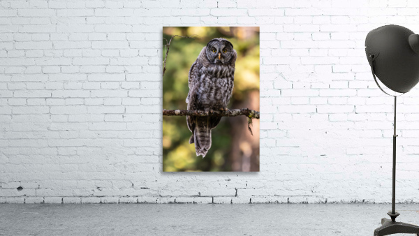 Great Gray Owlet Wall Preview