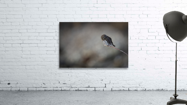 Northern Pygmy Owl Wall Preview