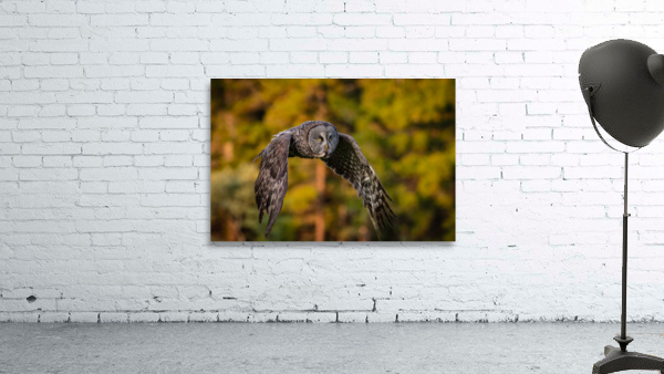 Great Gray Owl Wall Preview