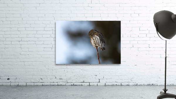 Northern Pygmy Owl Wall Preview