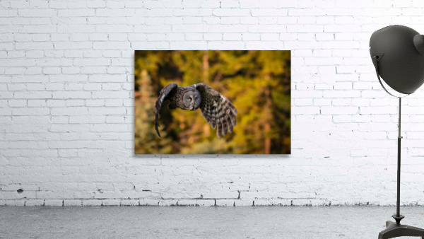 Great Gray Owl Wall Preview