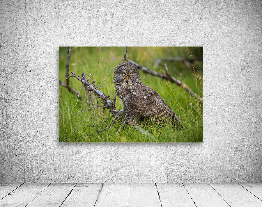 Great Gray Owl Wall Preview