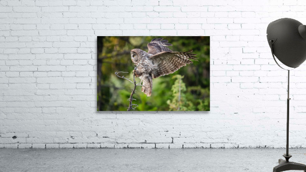 Great Gray Owl Wall Preview
