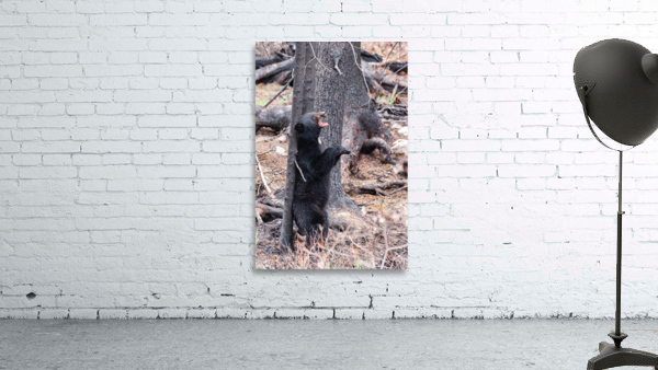 Black Bear Wall Preview