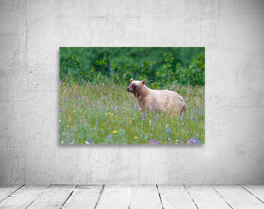 Black Bear Wall Preview