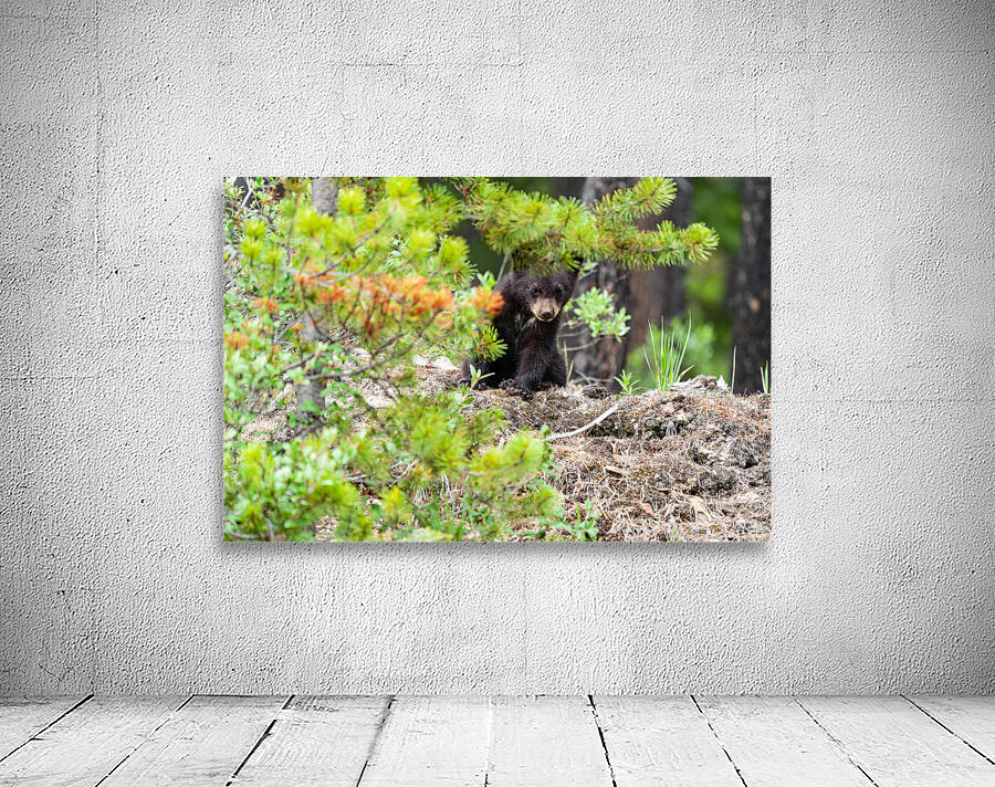Black Bear Cub Wall Preview