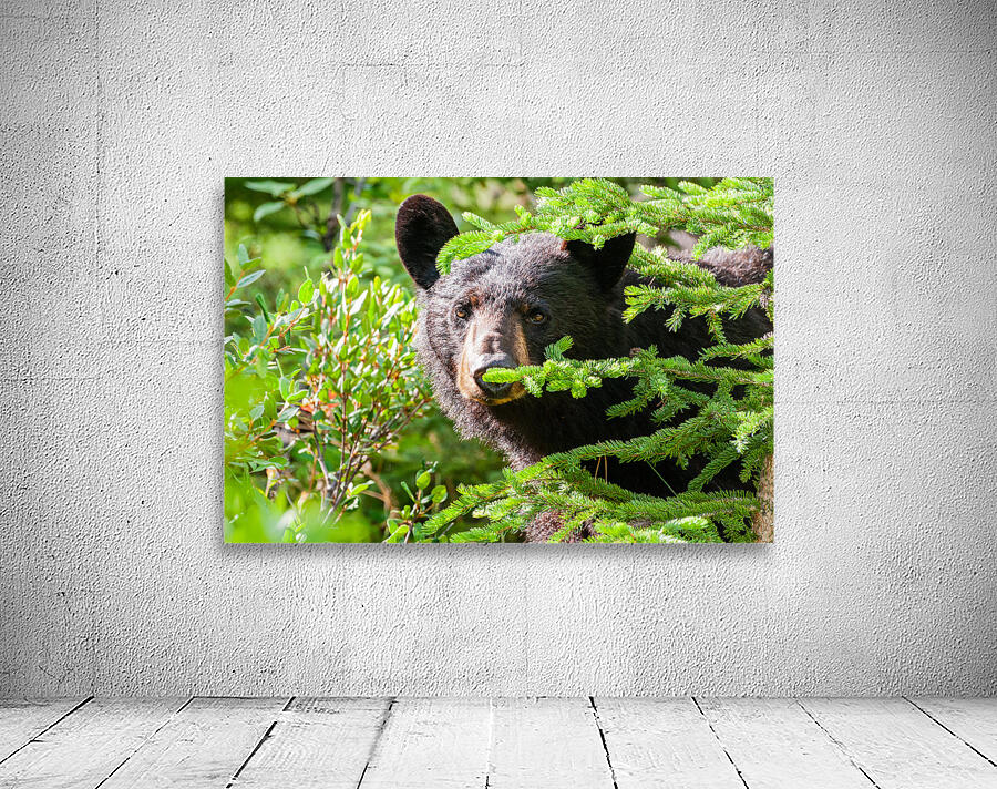 Black Bear Wall Preview