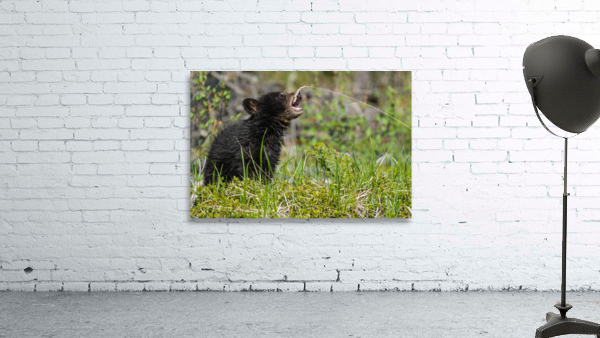 Black Bear Cub Wall Preview
