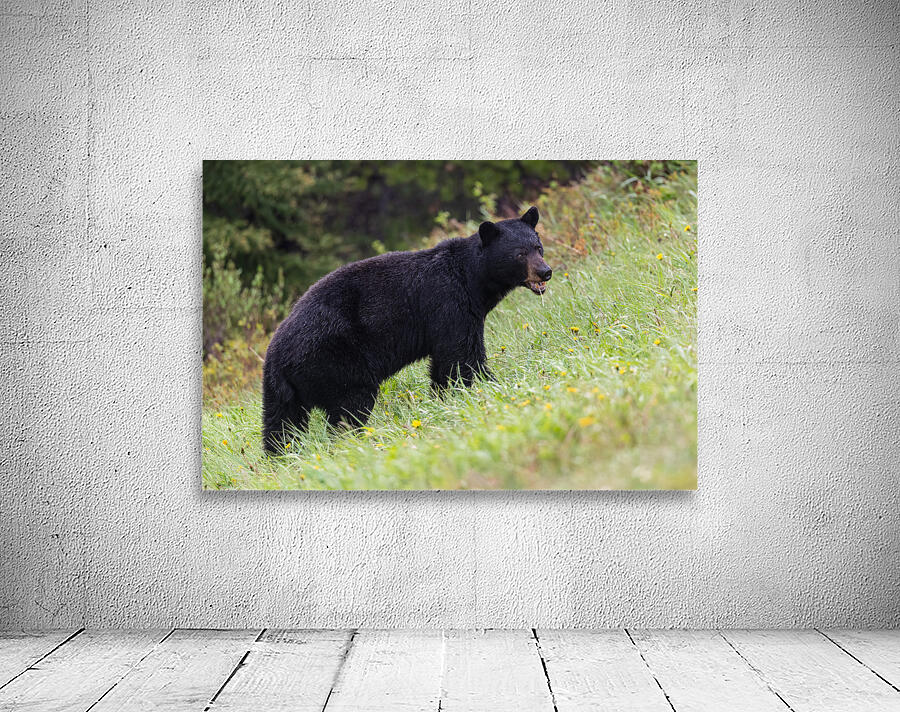 Black Bear Wall Preview