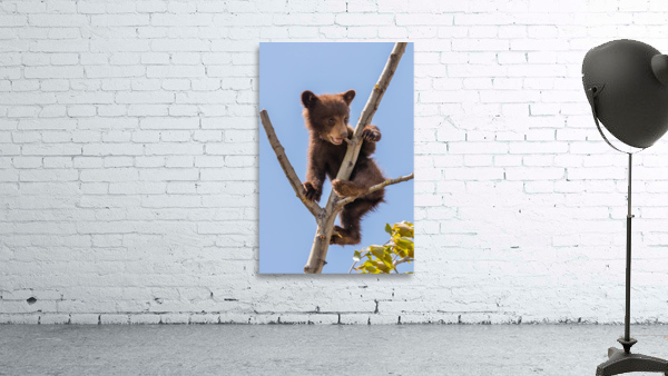 Black Bear Cub Wall Preview