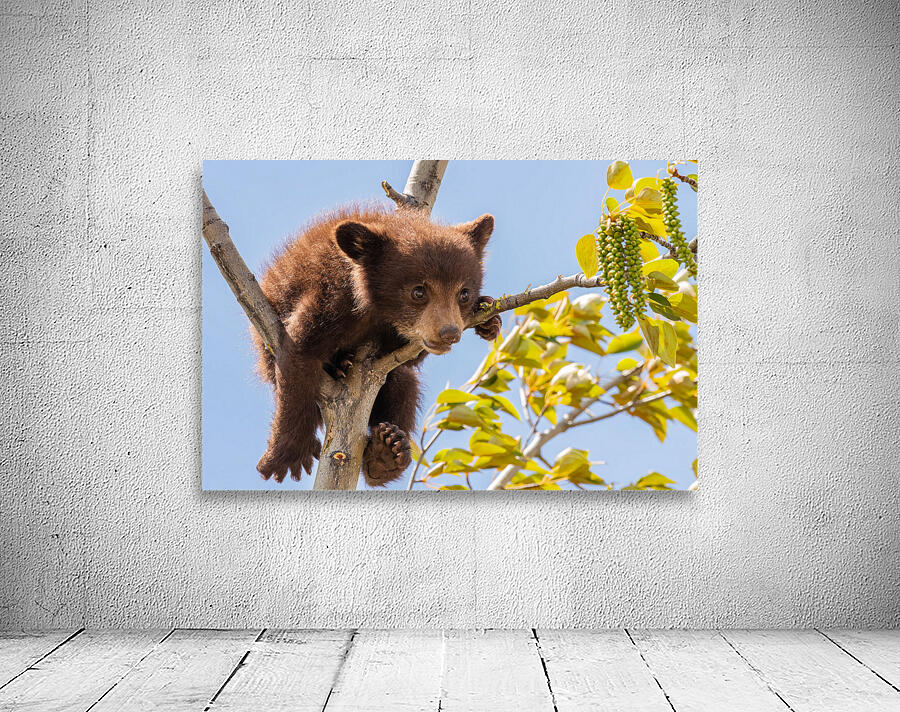 Black Bear Cub Wall Preview