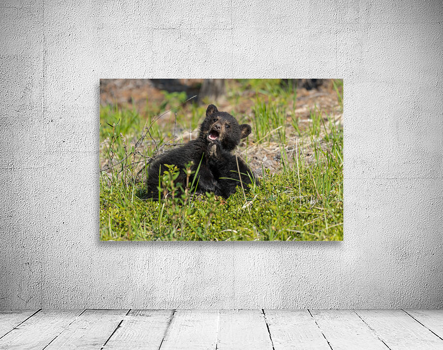 Black Bear Cubs Wall Preview