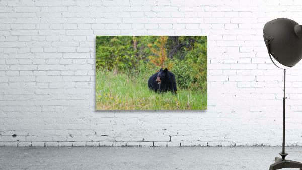 Black Bear Wall Preview