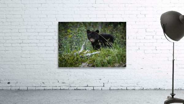 Black Bear Cub Wall Preview
