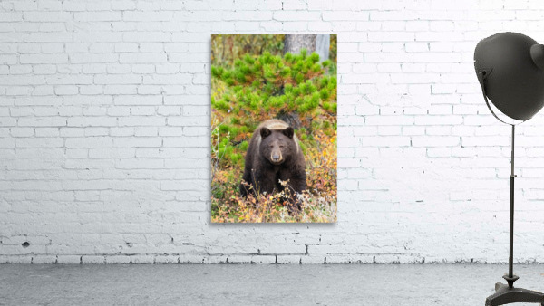 Black Bear Wall Preview