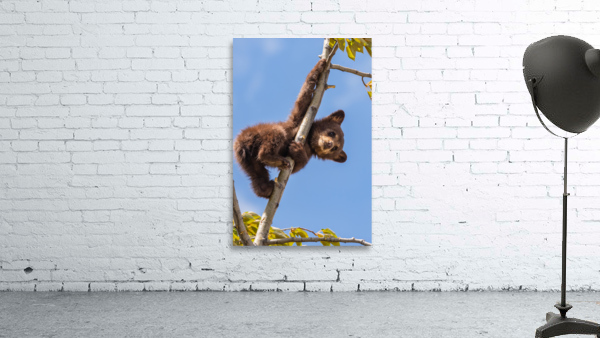 Black Bear Cub Wall Preview