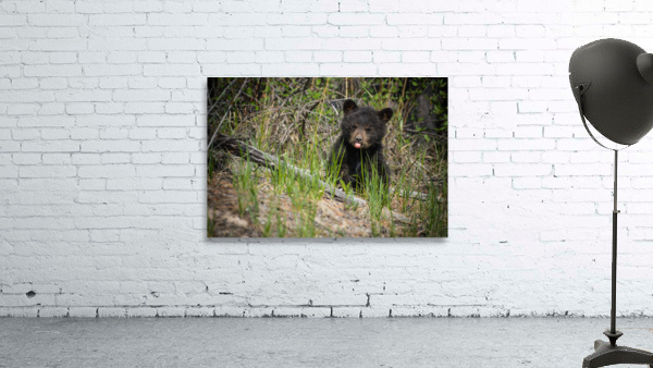 Black Bear Cub Wall Preview