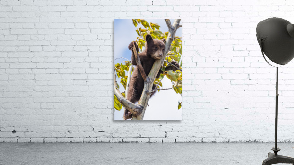 Black Bear Cub Wall Preview