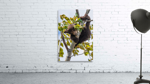 Black Bear Cub Wall Preview