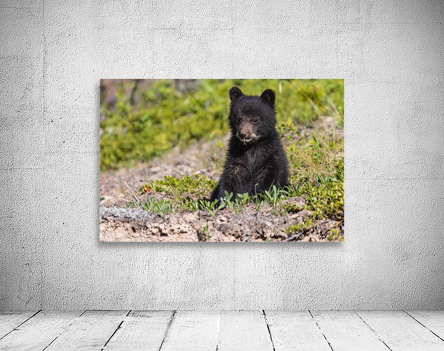 Black Bear Cub Wall Preview
