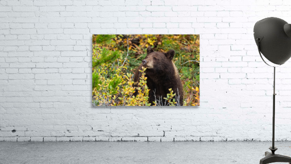 Black Bear Wall Preview