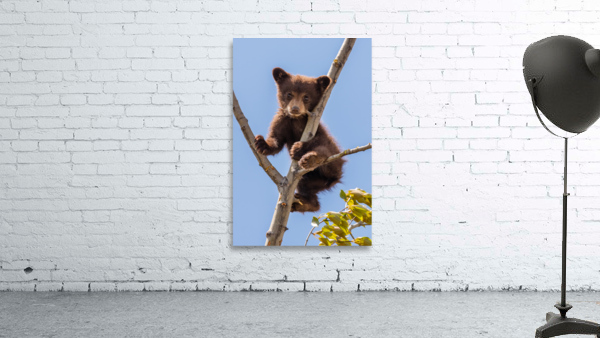 Black Bear Cub Wall Preview