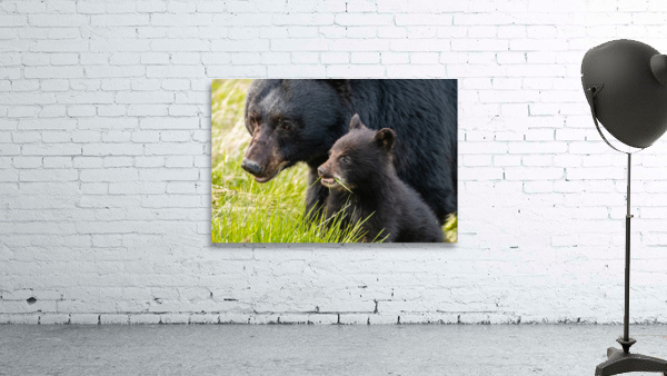 Black Bear Sow with Cub Wall Preview