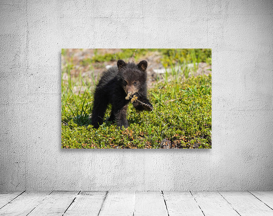 Black Bear Cub Wall Preview