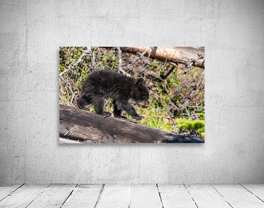 Black Bear Cub Wall Preview
