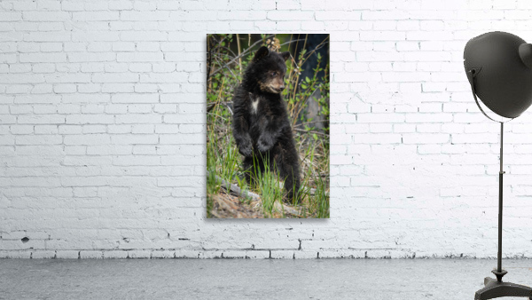 Black Bear Cub Wall Preview