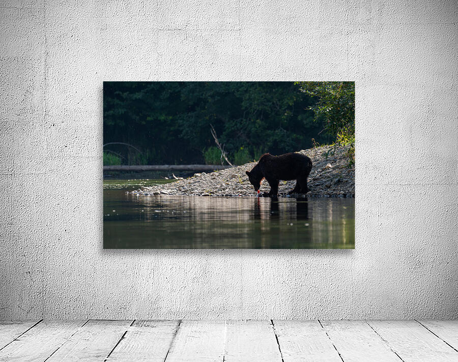 Grizzly Sow Wall Preview