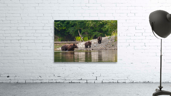 Grizzly Sow with Cubs Wall Preview