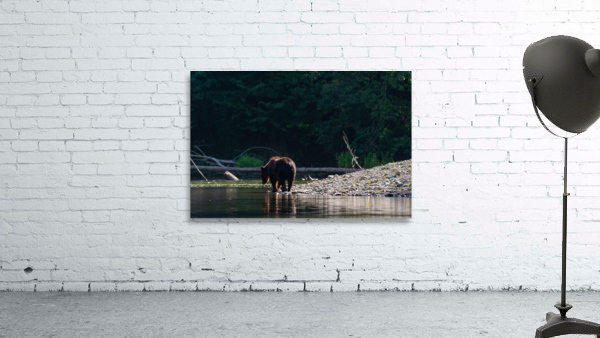 Grizzly Sow Wall Preview