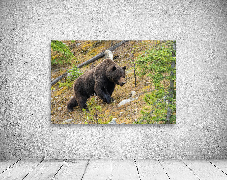 Grizzly Boar Wall Preview