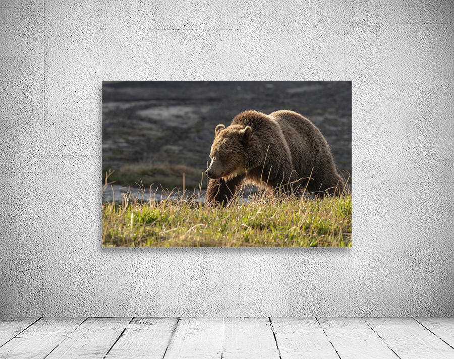 Grizzly Sow Wall Preview