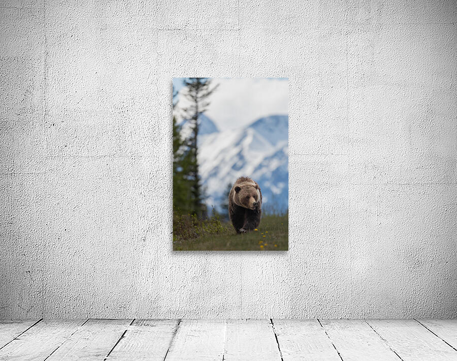 Grizzly Boar Wall Preview