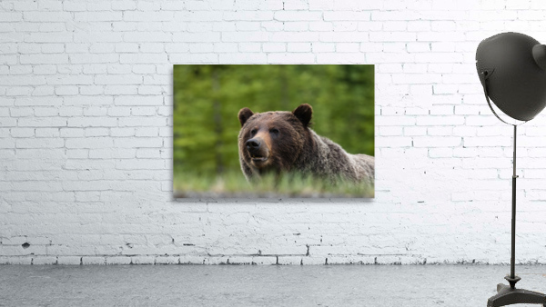 Grizzly Boar Wall Preview