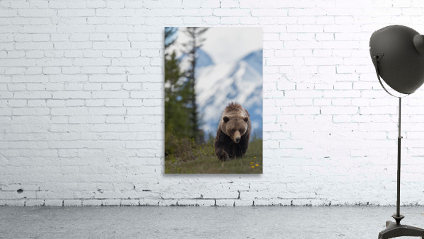 Grizzly Boar Wall Preview