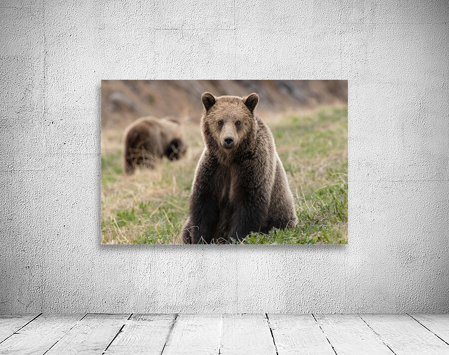 Grizzly Siblings Wall Preview