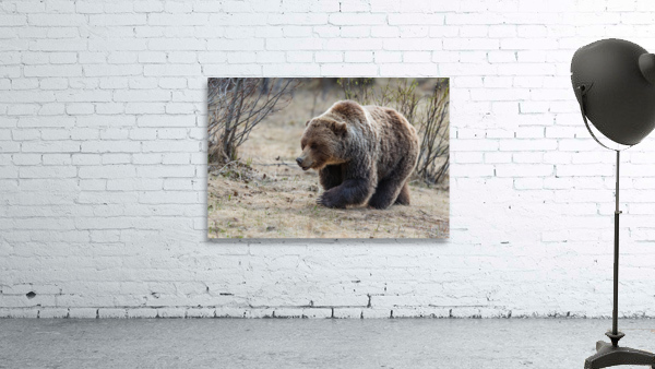 Grizzly Boar Wall Preview