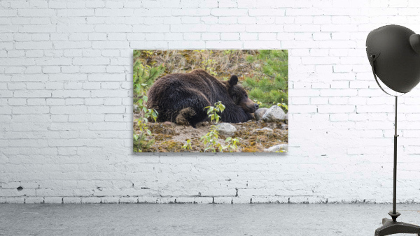 Grizzly Boar Wall Preview