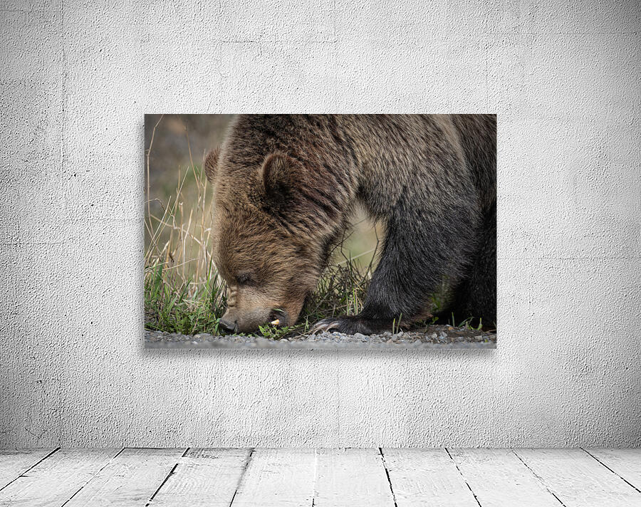 Grizzly Boar Wall Preview