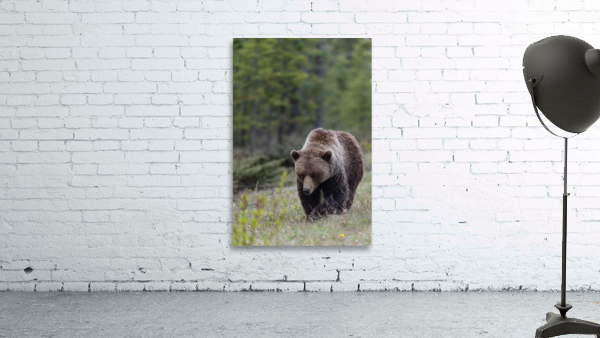 Grizzly Boar Wall Preview