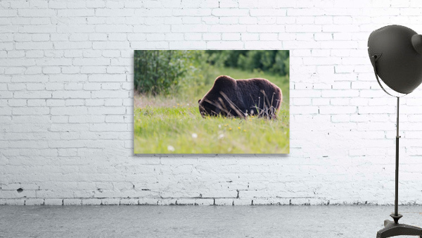 Grizzly Boar Wall Preview