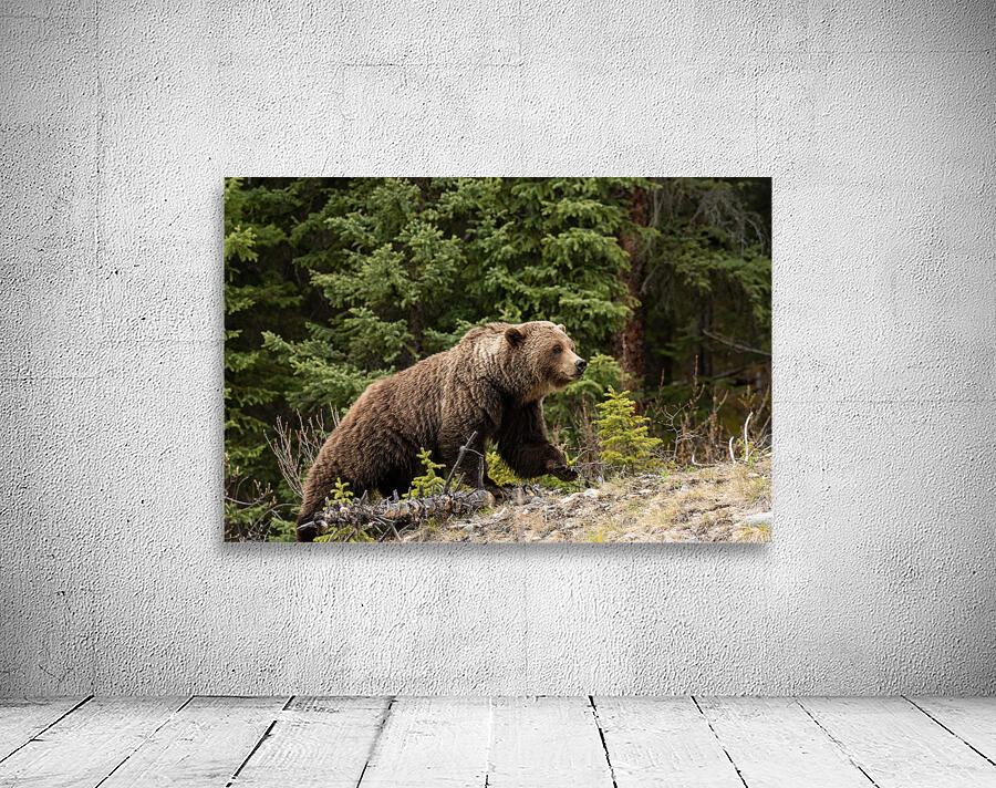 Grizzly Boar Wall Preview